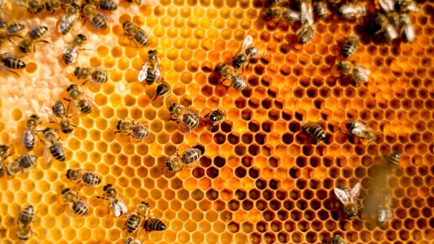 Nace en Ibiza una asociación de apicultores