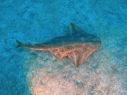 El calentamiento de los océanos altera las pautas de apareamiento de tiburones en peligro crítico de extinción – INFORMACION