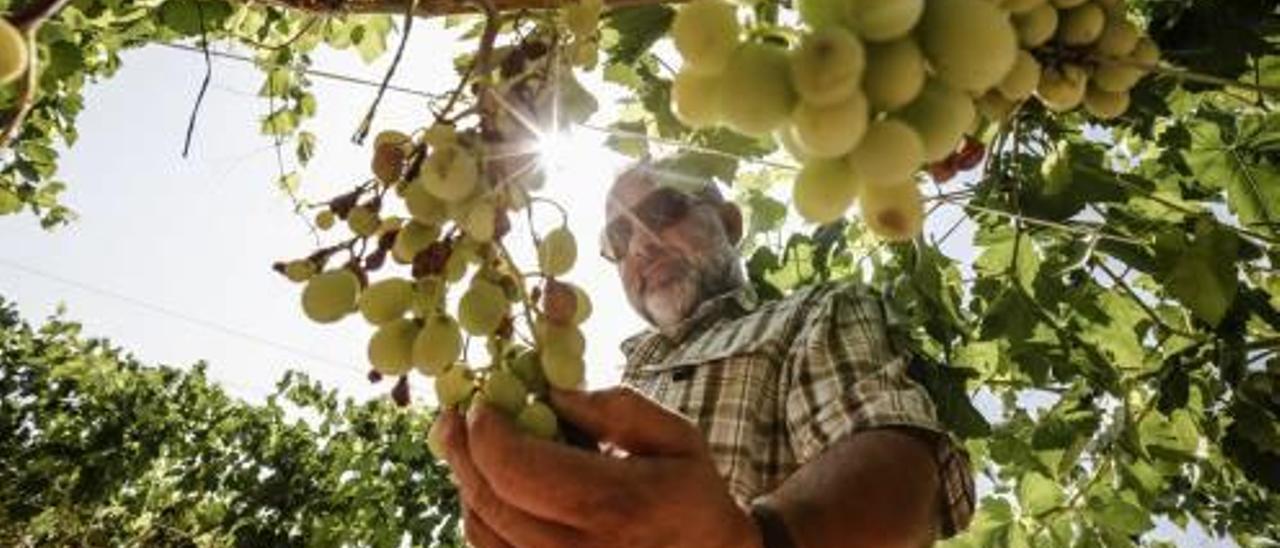 El calor extremo acaba con el 25% de la uva más temprana