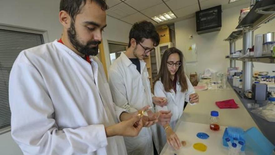 Los investigadores del PCUMH trabajan en su laboratorio.