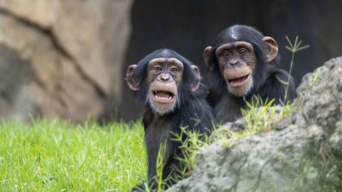 Coco y Djibril, las crías de chimpancé de Bioparc València.