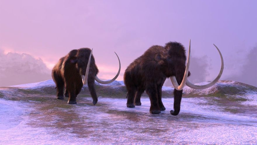 mamut