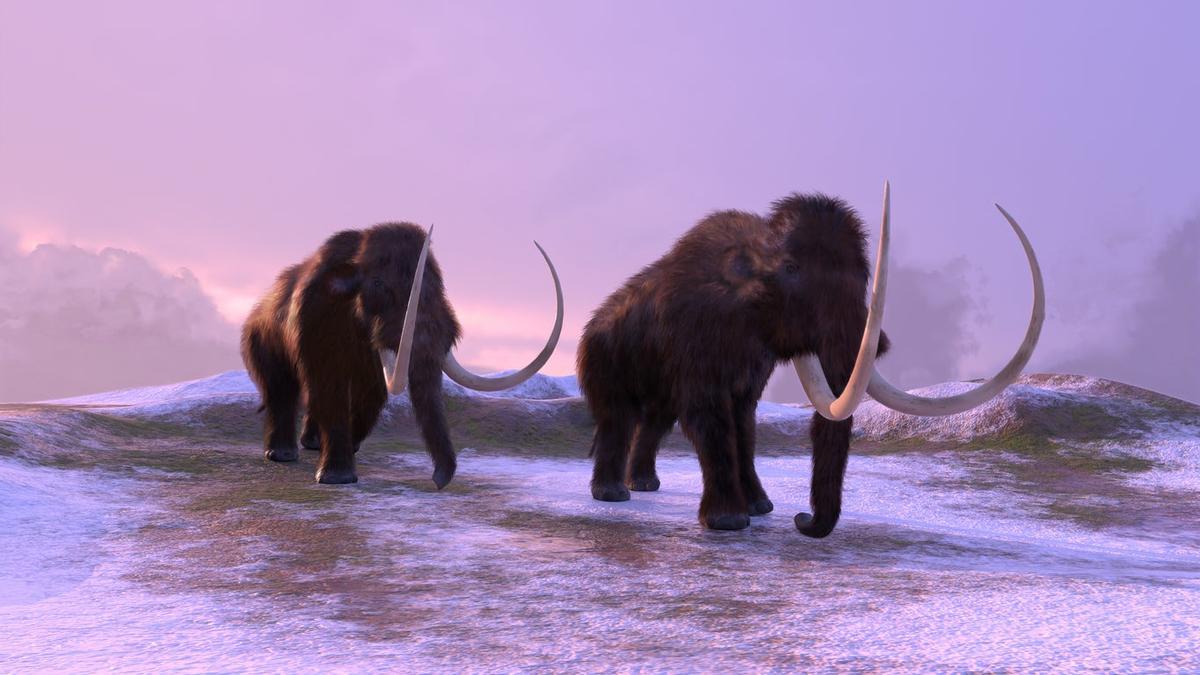 Un mamut volverá a la vida en 2027 tras miles de años en extinción