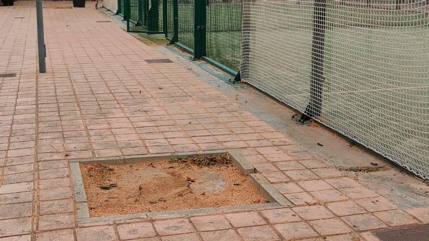 Espacio que ocupaba una jacaranda en el pabellón Ginés Alenda