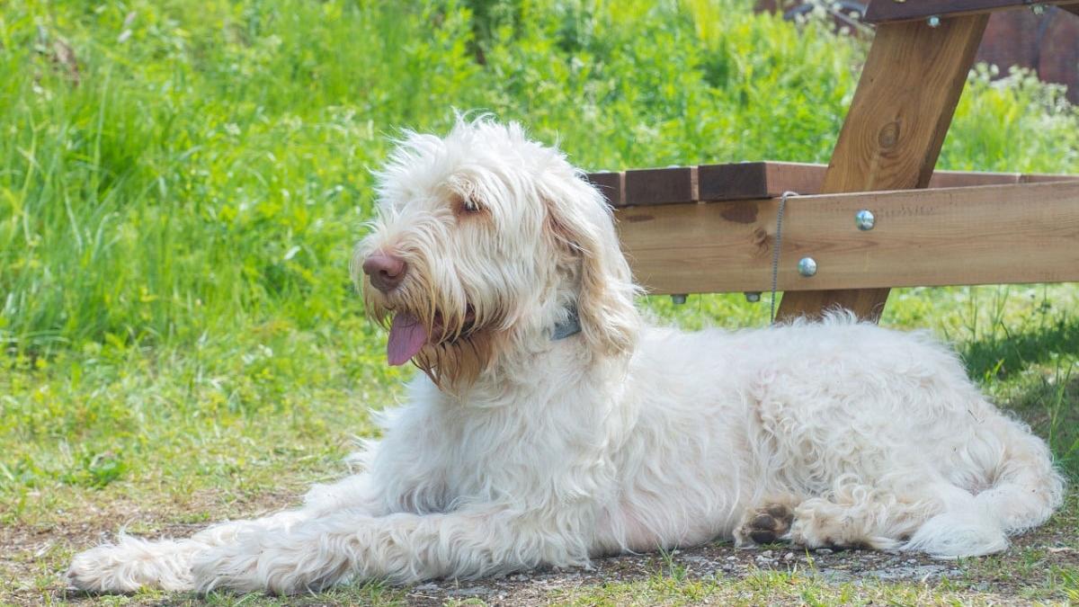 Spinone italiano, tipo de raza.