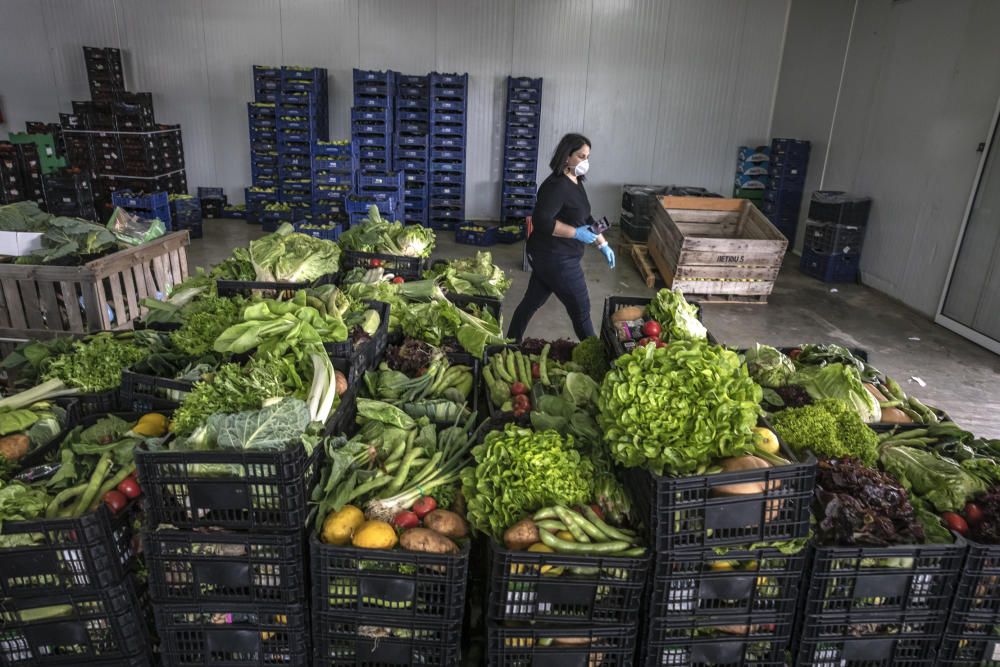 Coronavirus en Mallorca: El campo mallorquín se convierte en la respuesta al confinamiento