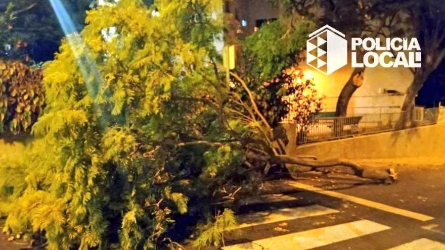 La rama de un árbol cae a la carretera en Santa Cruz al recibir el golpe de un camión