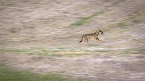 Un fotograma del documental Durmiendo con lobos.