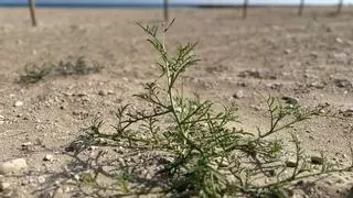 Sorpresa por los ejemplares de vegetación que están apareciendo en las playas de El Campello