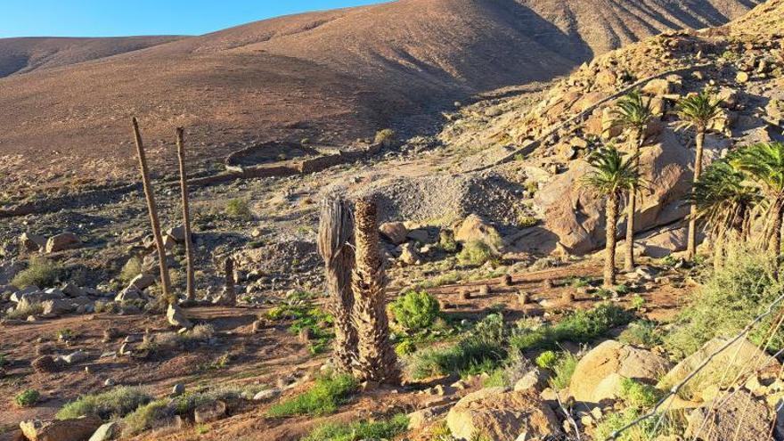 Salvar la biodiversidad de los barrancos de Fuerteventura