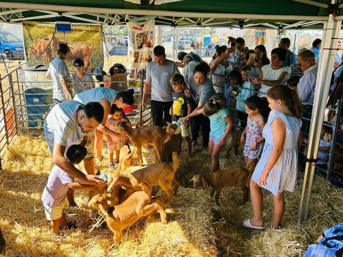 La Feria de Ganado no puede faltar en las fiestas mayores de Vélez-Málaga.