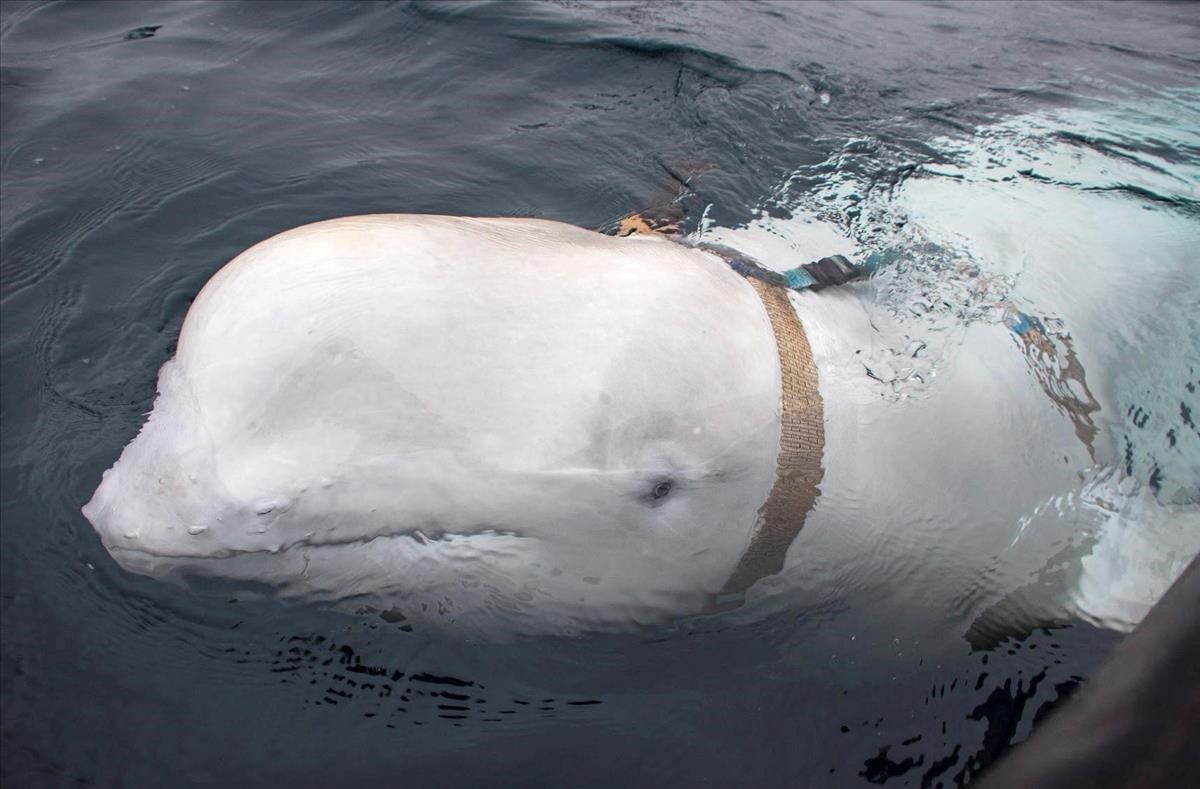 Una ballena blanca, que usa un arnés, fotografiada frente a la costa del norte de Noruega.