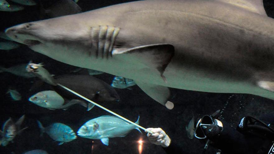 Un tiburón en el Aquarium de A Coruña.