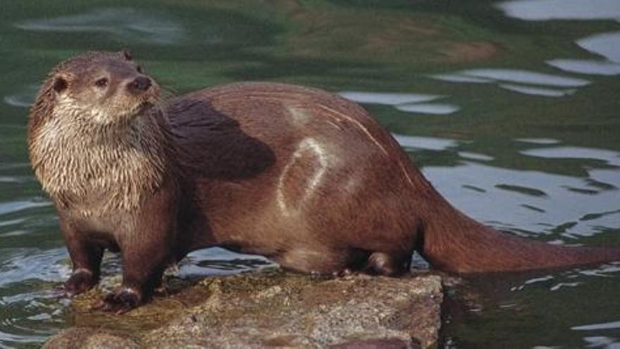 Una nutria