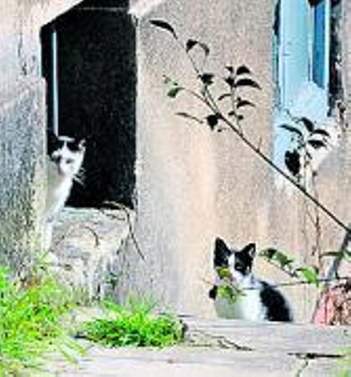 La libertad es gato