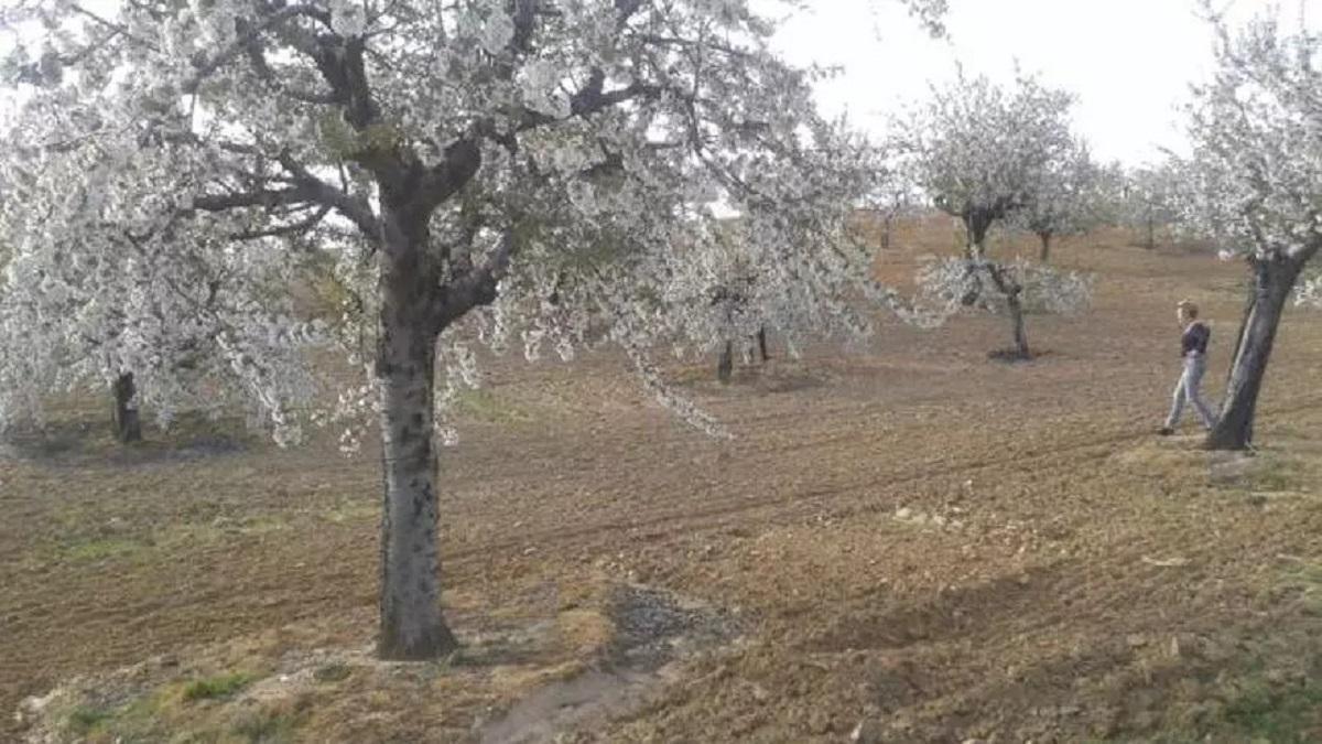Un cerezo.