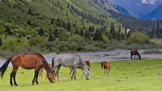 Una isla busca voluntarios para cuidar caballos y ponis: ofrece alojamiento gratis en plena naturaleza de Nueva Zelanda