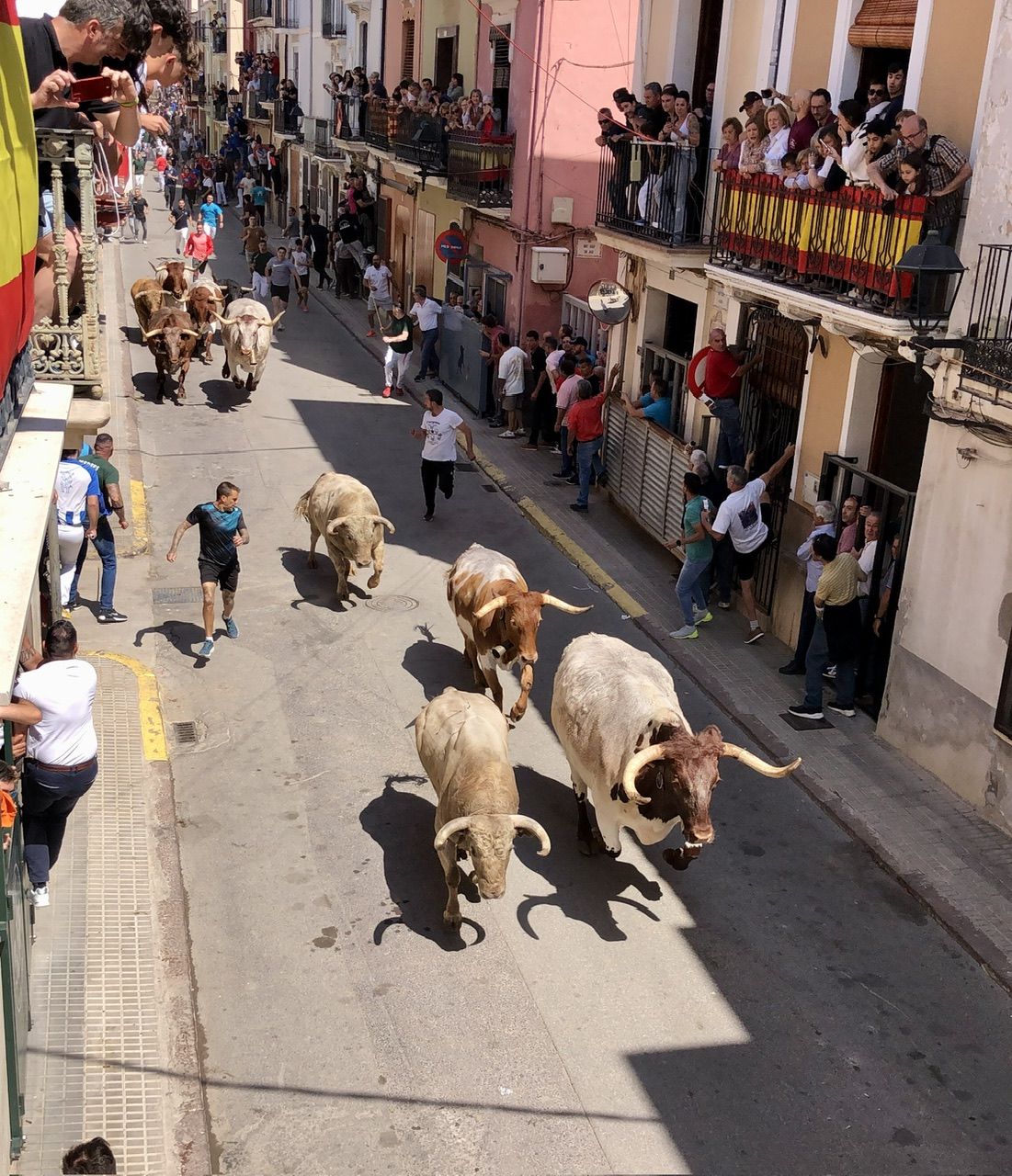 MACROGALERÍA DE FOTOS: Búscate en el encierro y los primeros 'bous' de las fiestas de Almassora