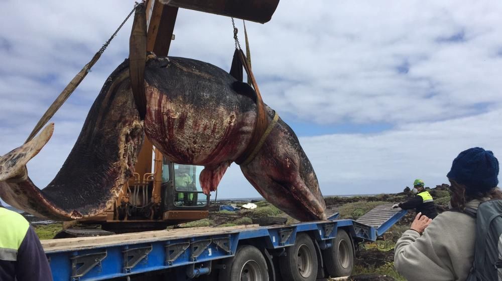 Retirada de un cetáceo varado en Órzola (Lanzarote)