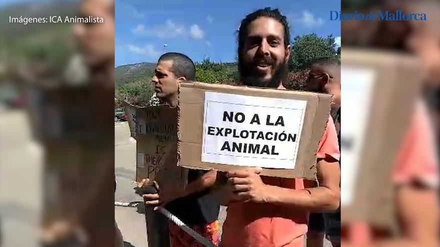 Incidente con el león marino en Marineland Mallorca | Activistas protestan para &quot;mostrar su rechazo al encierro de cualquier animal&quot;