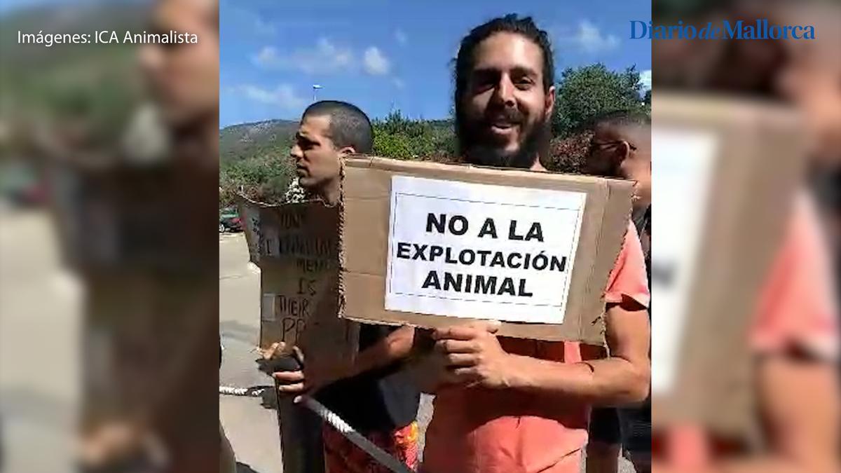 Incidente con el león marino en Marineland Mallorca | Activistas protestan para "mostrar su rechazo al encierro de cualquier animal"