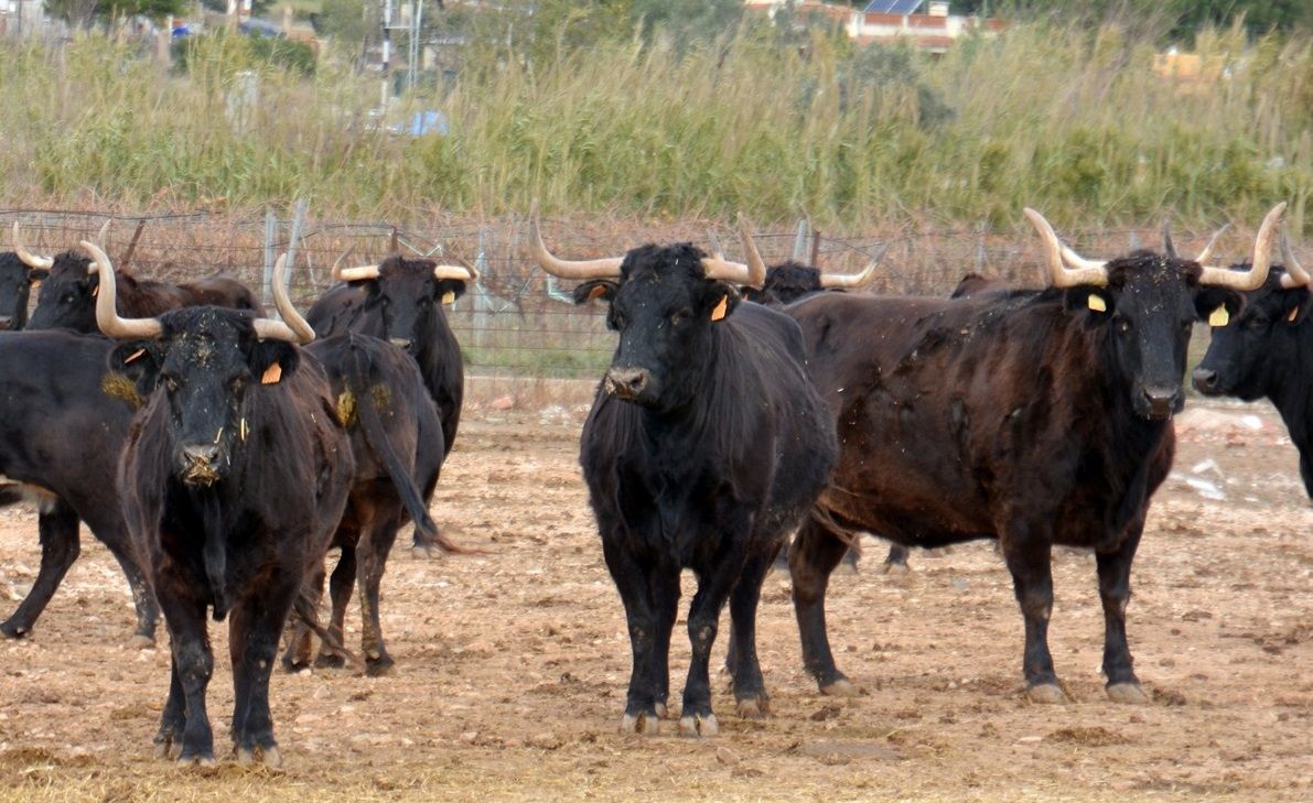 La ganadería de Fernando Machancoses resiste al coronavirus pese a no tener ingresos