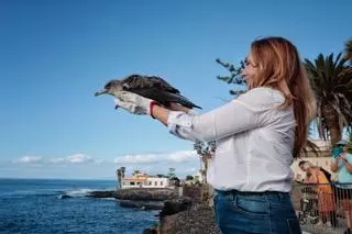 Suelta de pardelas en Tenerife