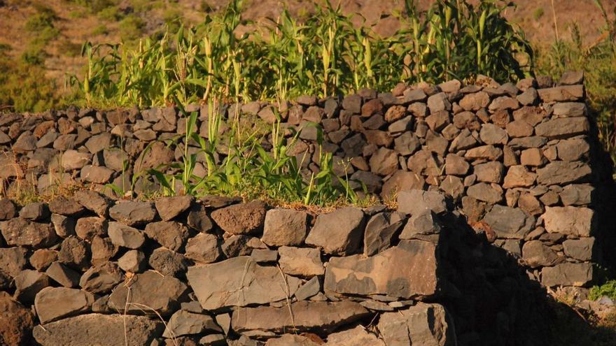 El Cabildo de La Gomera recupera 11,6 hectáreas de terreno cultivable en desuso
