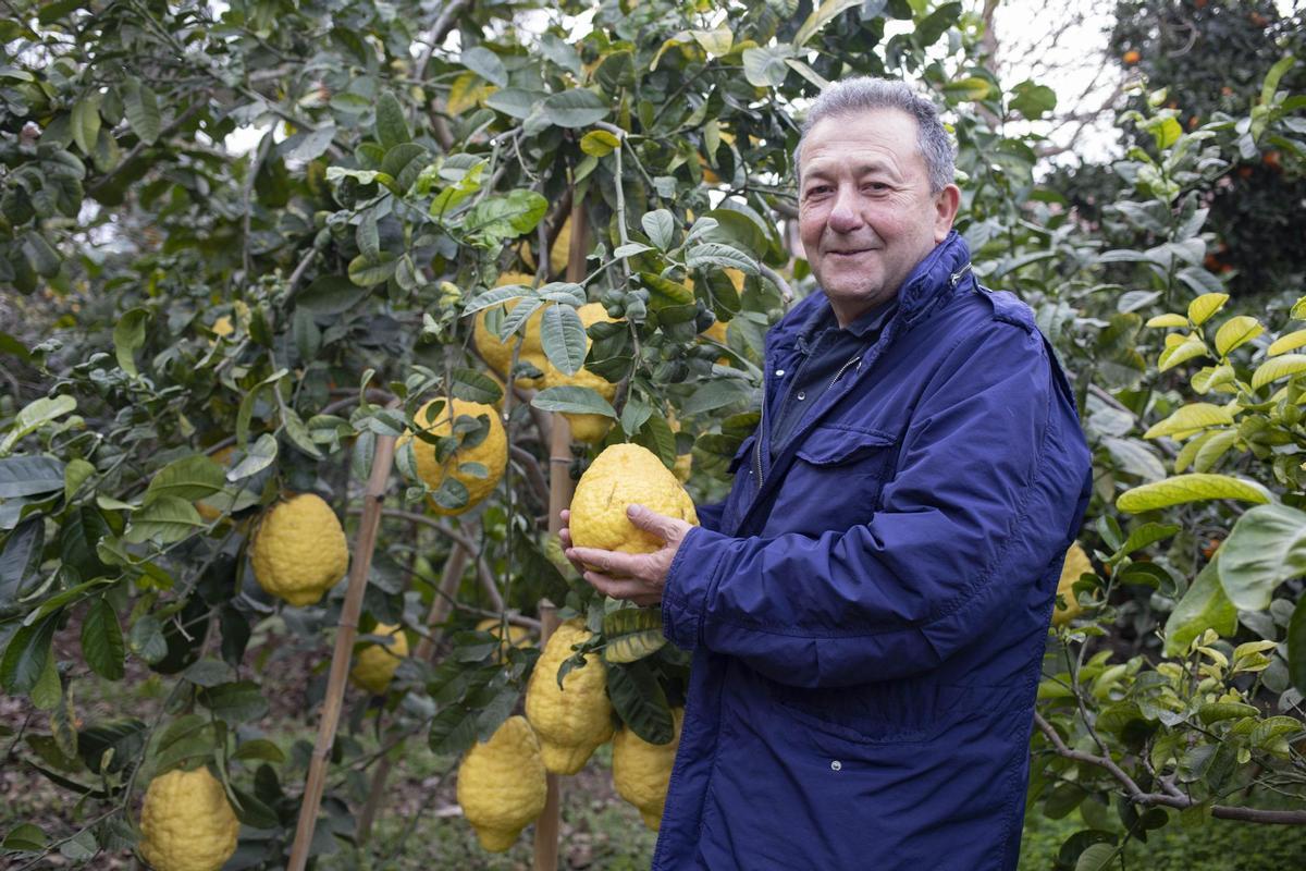 Todolí, en su jardín de cítricos con unos voluminosos limones.