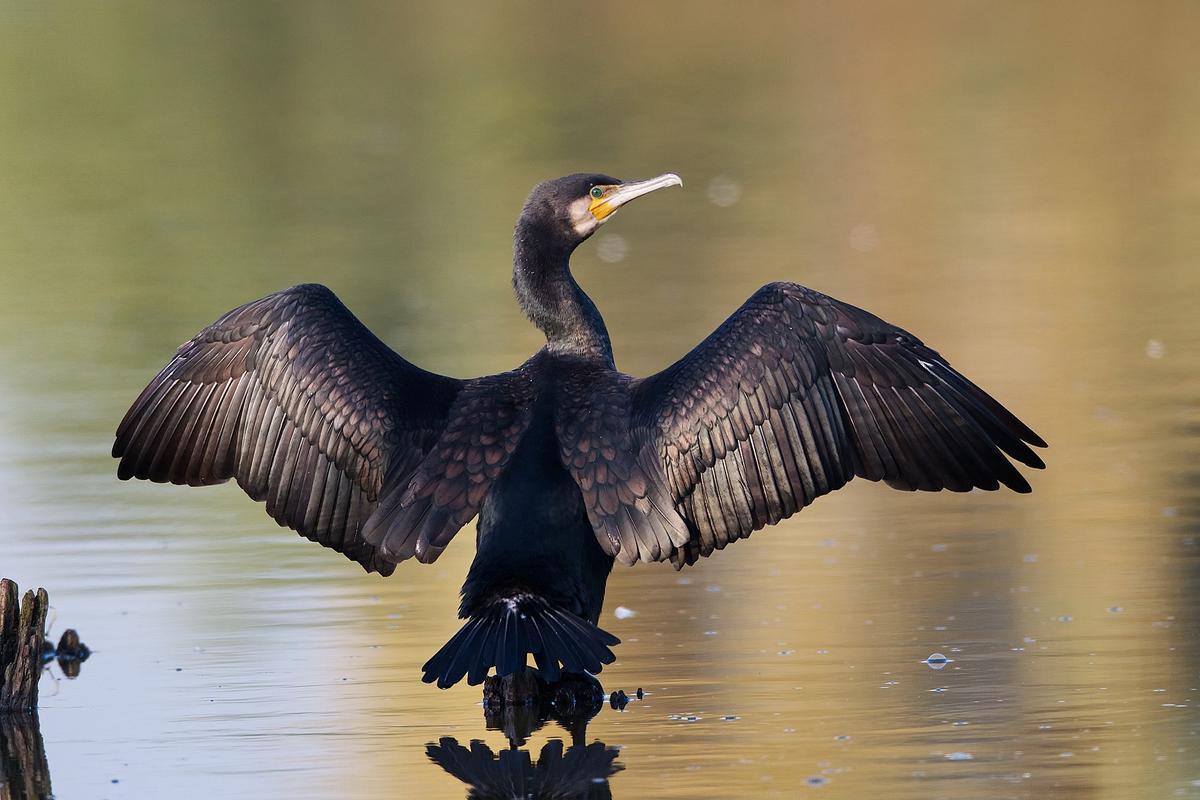 Cormoran grande