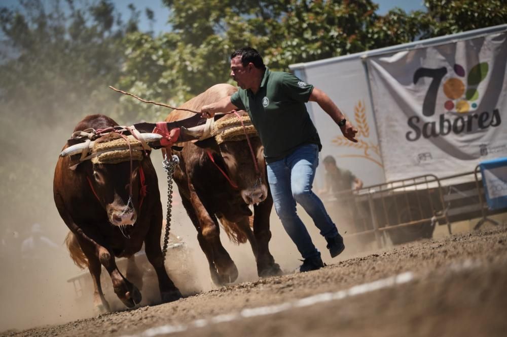 Decimosexta Prueba Regional de Arrastre de Ganado