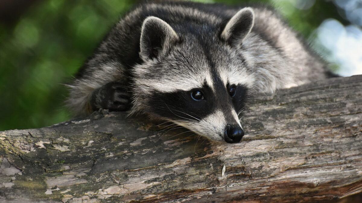 Mapaches en España: una plaga que se extiende sin parar Mapaches en España: una plaga que se extiende sin parar