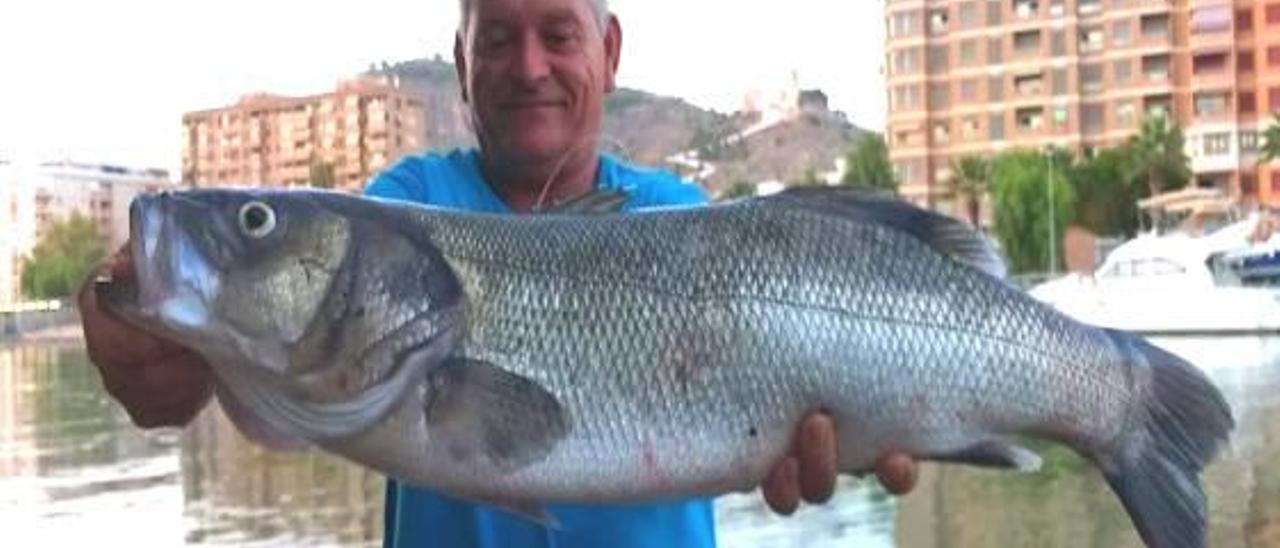 Vicente Almenar con el ejemplar de lubina capturado.