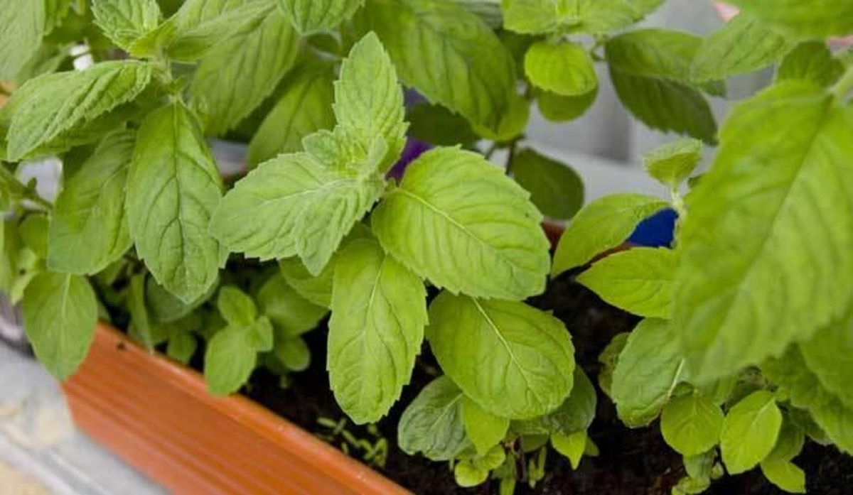 Cinco plantas que debes de tener en casa para ahuyentar a los mosquitos