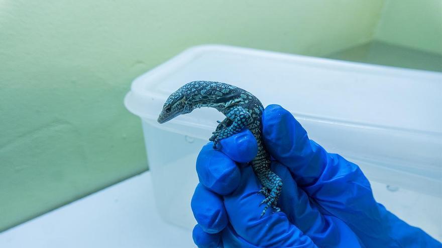 Nacen tres crías de varano azul, en peligro de extinción, en BIOPARC Fuengirola