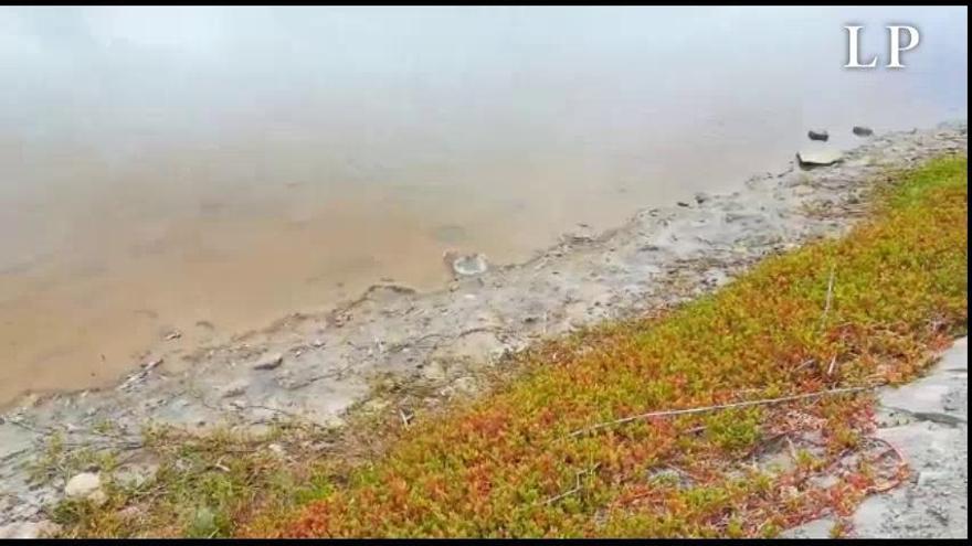 Grupos de peces muertos se acumulan en la orilla de la charca de Maspalomas produciendo mal olor