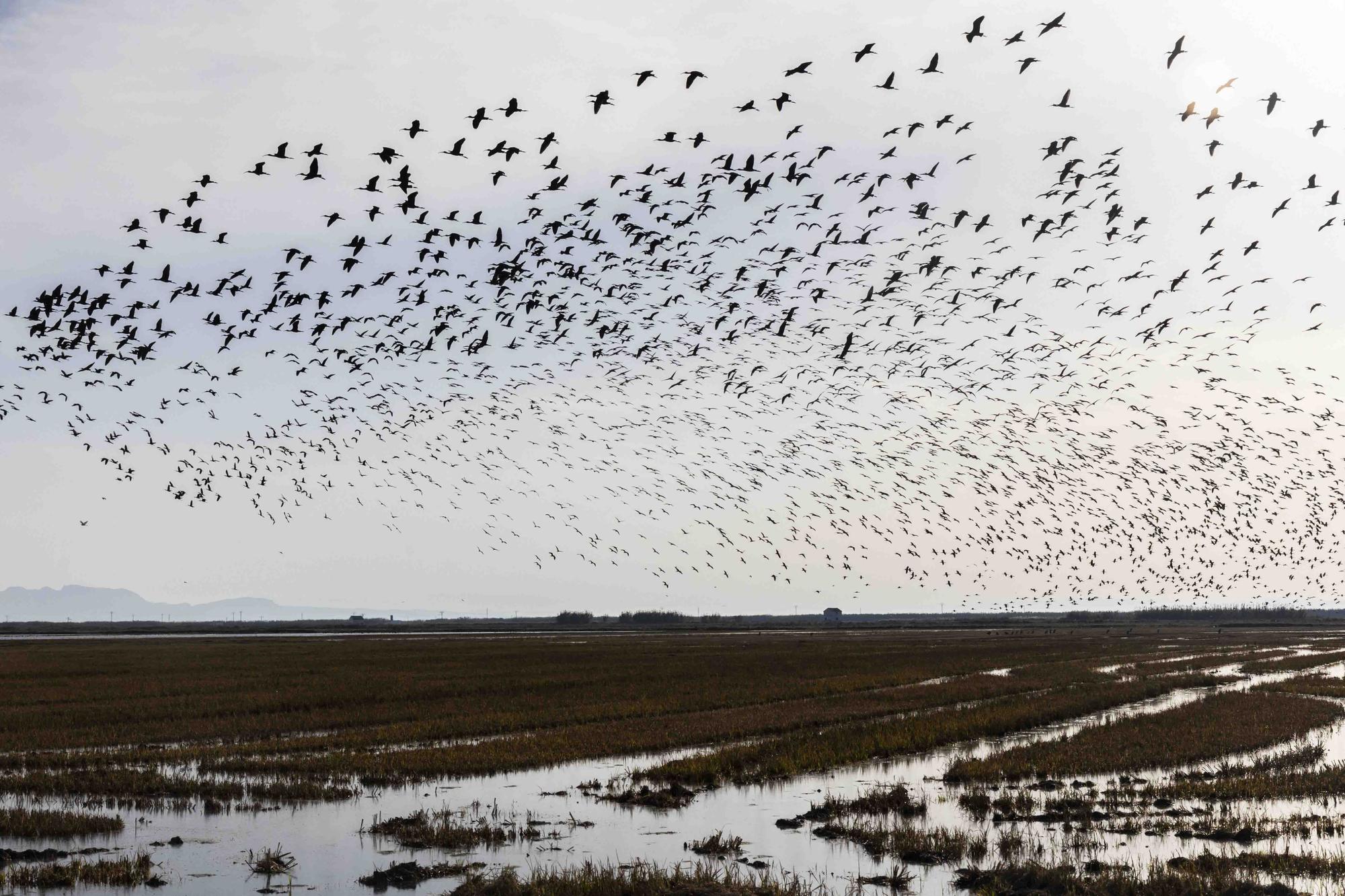 El picatort toma l'Albufera