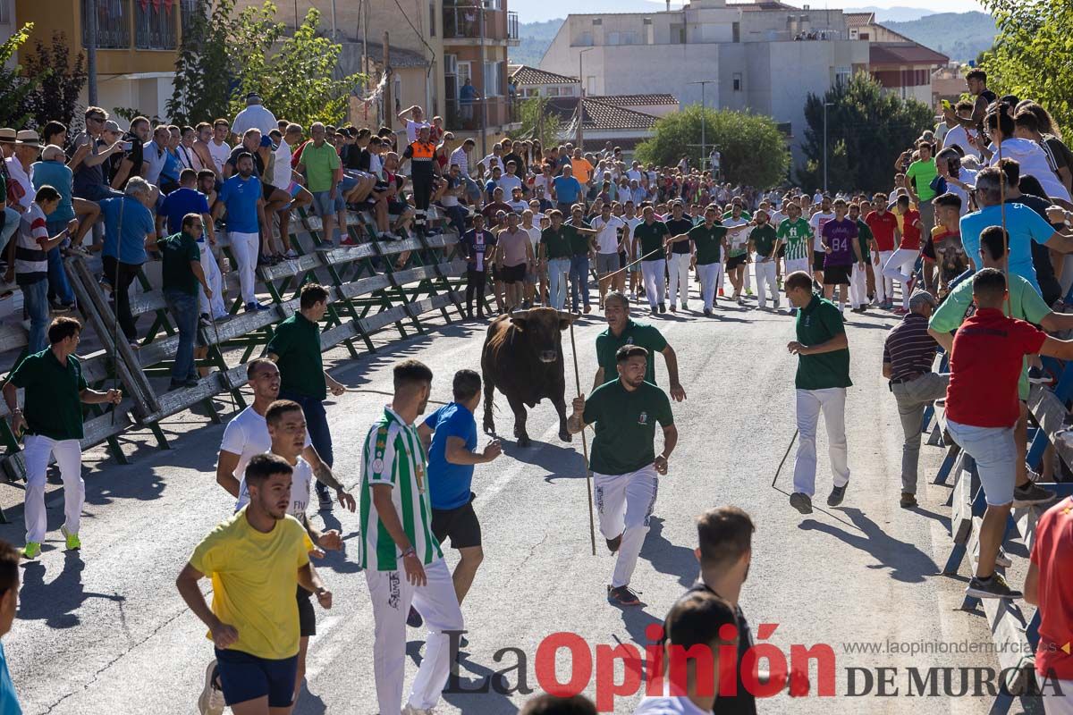 Quinto encierro de la Feria del Arroz de Calasparra