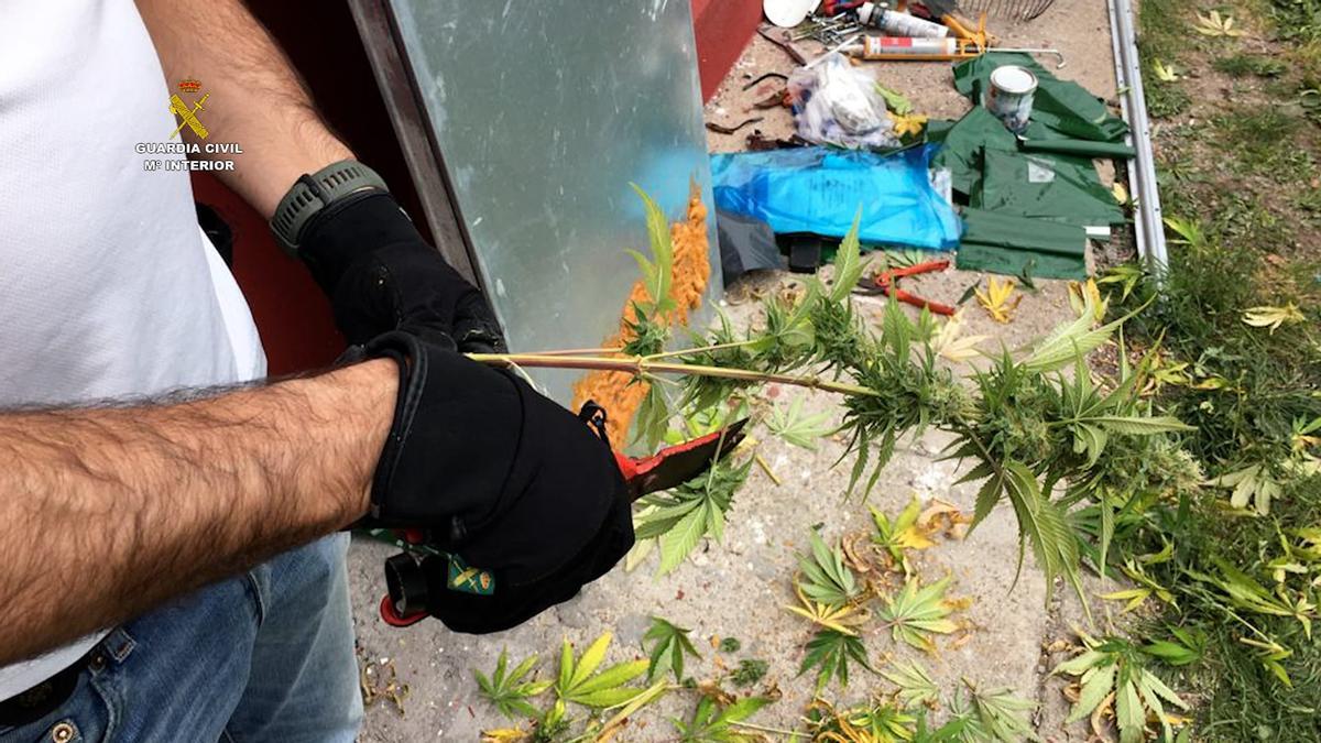 Desmantelada una plantación de cannabis en A Coruña.