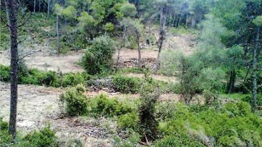 A més de retirar fusta i arbres caiguts en la nevada, també s&#039;aclareix la massa boscosa.