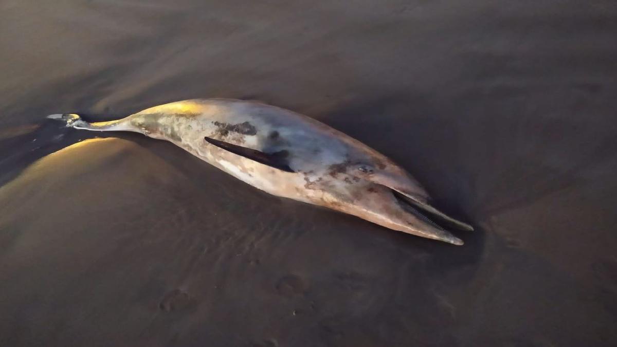 El delfín que apareció muerto en la playa del Port