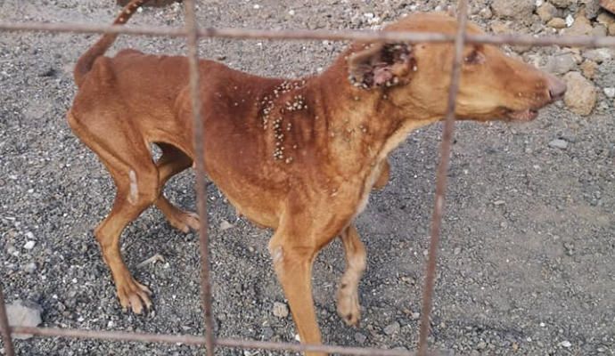 Retiran cinco perros en pésimas condiciones.