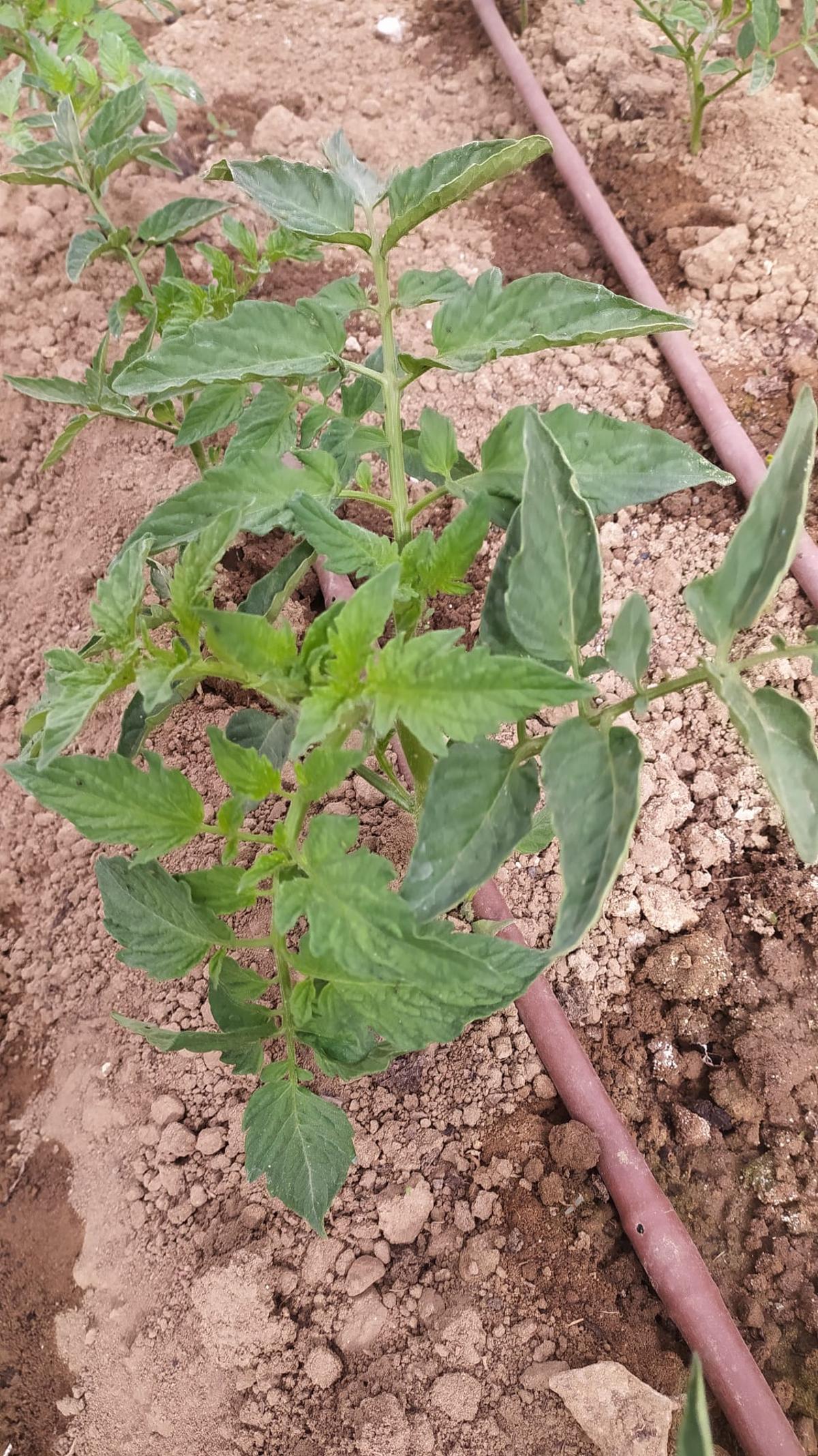 Fotogalería | Estas son las primeras frutas y verduras que recogen los adjudicatarios de Llera
