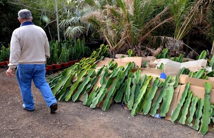 01/03/2019 MONTAÑA LOS VELEZ, AGÜIMES. Plantas para exportación de Viveros El Rosal. SANTI BLANCO