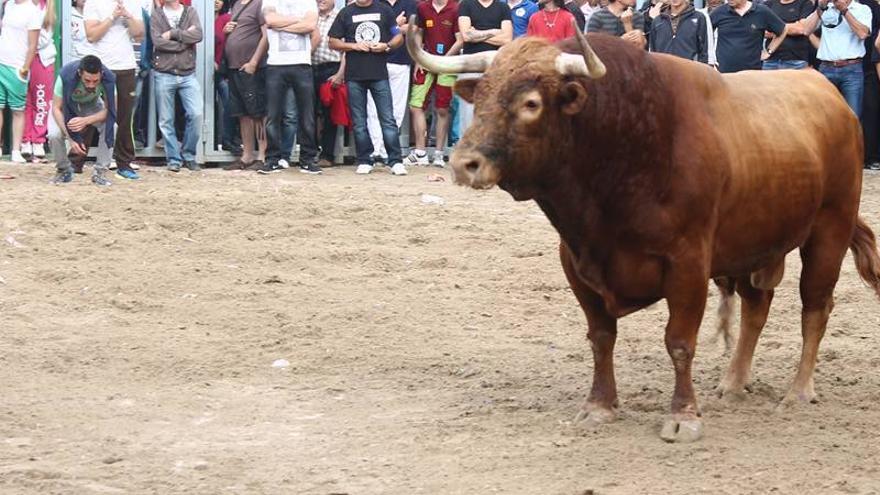 Los ayuntamientos y la afición piden reabrir el BIC para blindar los ‘bous’