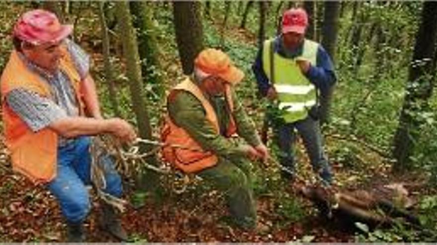 Un senglar caçat en un bosc de les comarques gironines.