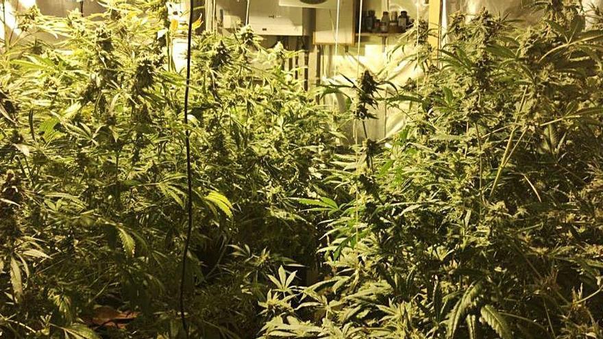 La policia va trobar 18 plantes a l&#039;interior de la casa.