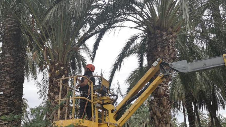 El Palmeral de San Antón de Orihuela se pone a punto