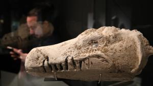 Máscara procedente de una momia de cocodrilo, en la exposició ’Animales sagrados’, del Museu Egipci.