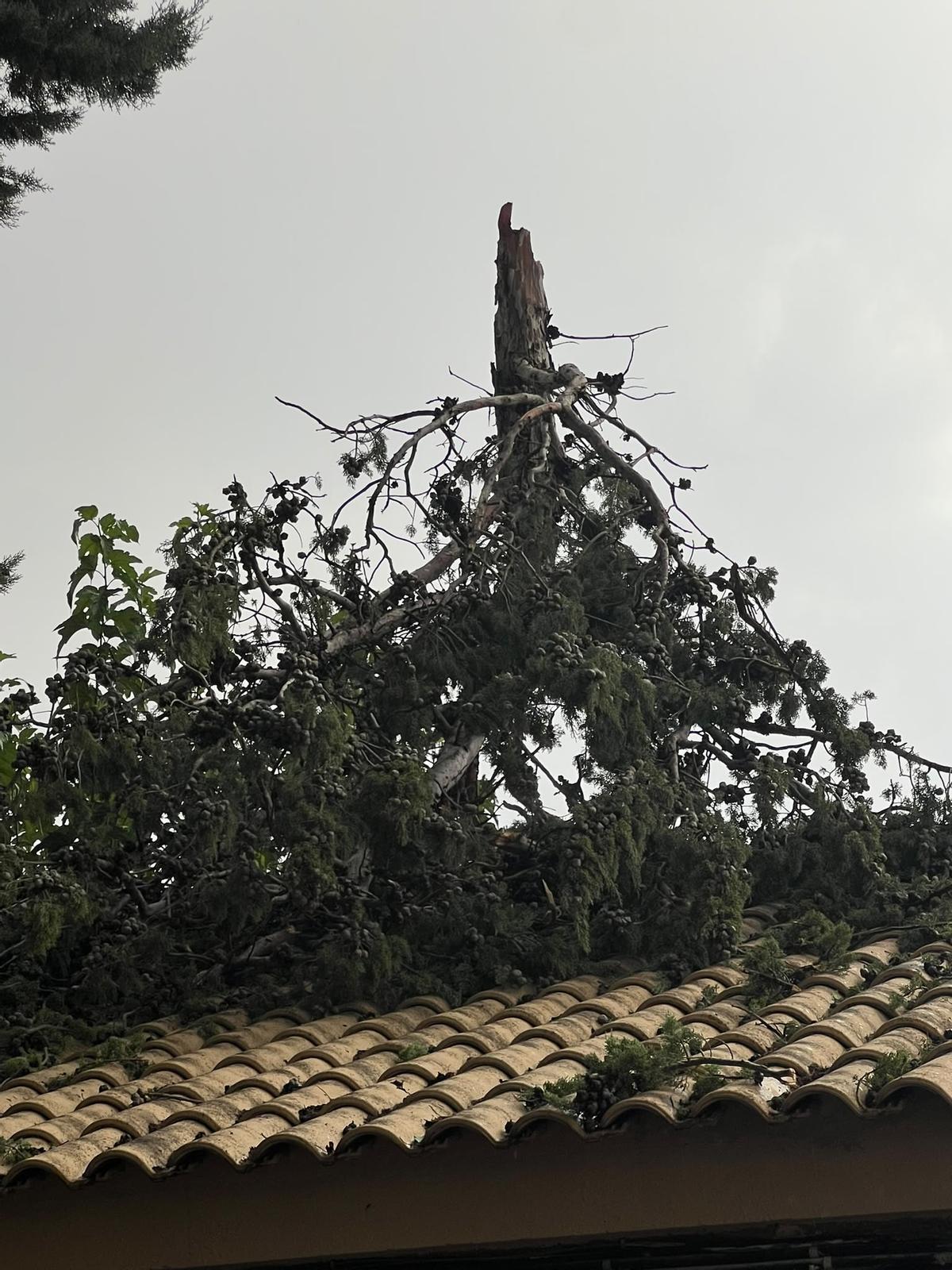 Copa de un árbol sobre un tejado en Puigmoreno a causa de la tormenta, este domingo.